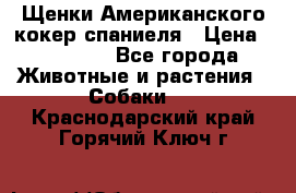 Щенки Американского кокер спаниеля › Цена ­ 15 000 - Все города Животные и растения » Собаки   . Краснодарский край,Горячий Ключ г.